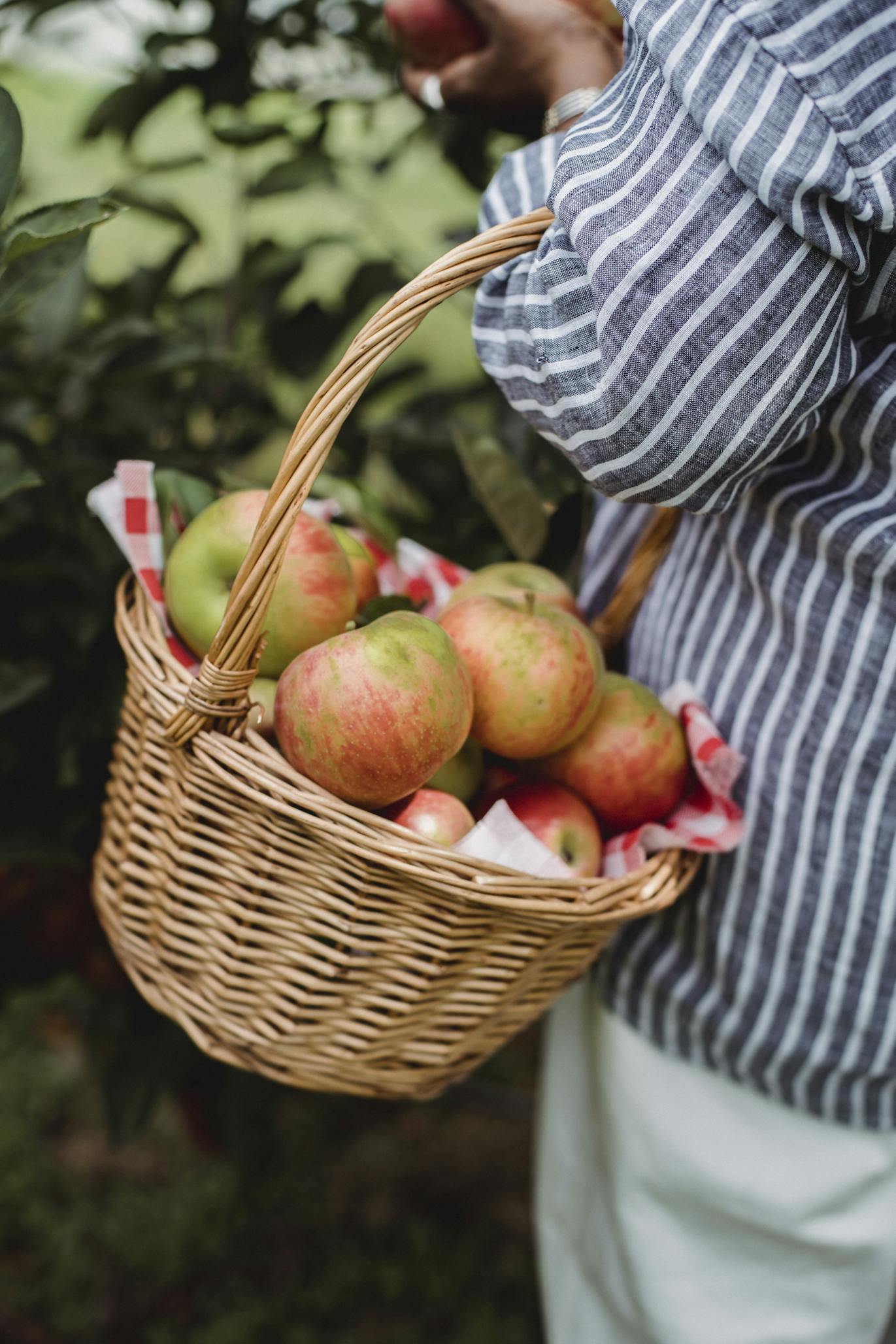 Woman collecting apples in orchard during harvest season