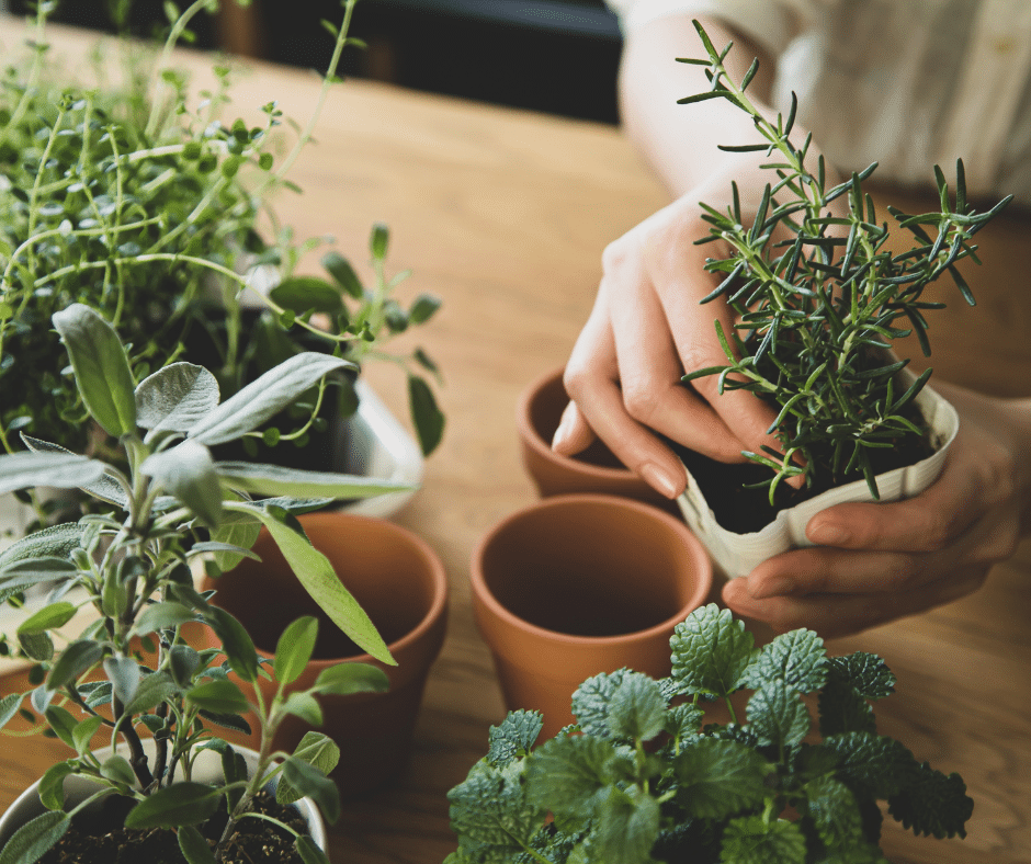 Why gift sugar when you can gift flavor? Discover creative ways to present culinary herbs this holiday season. Healthy and heartfelt!