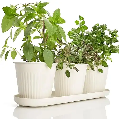 KIBAGA Beautiful Herb Garden Planter Indoor Set of 3 - Perfect for Any Kitchen Window Sill or Countertop - A Modern Decor Gardening Planter Kit Incl. Tray & Drainage Holes to Grow Fresh Herbs at H...